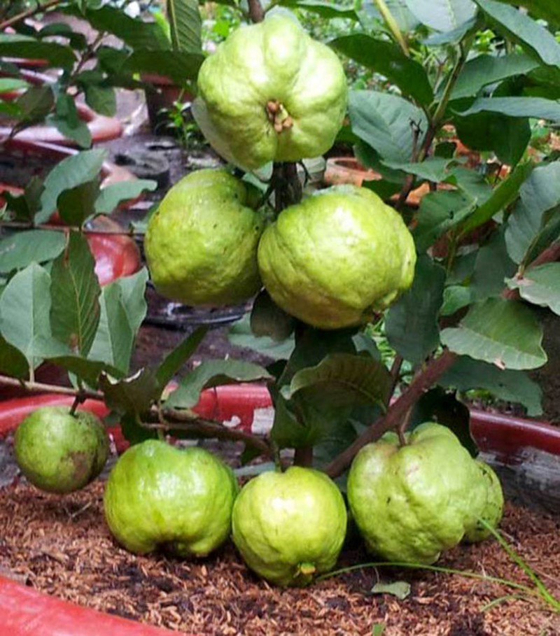 Cây ổi là loại cây ăn quả dễ trồng nhất ở sân vườn nhà phố