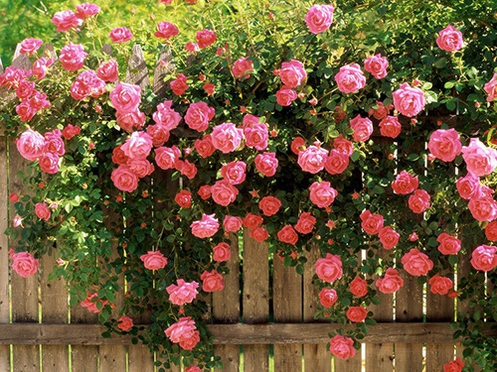 Những bông hoa hồng kiều diễm tạo nên một vẻ đẹp nhẹ nhàng, cổ điển cho khu vườn của gia chủ
