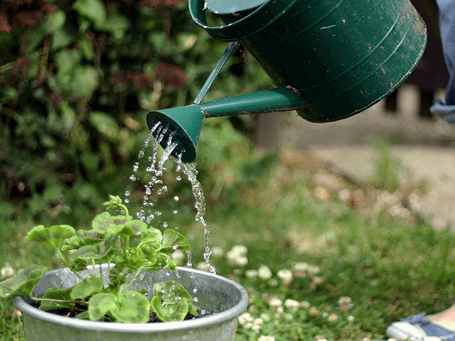 Nước là yếu tố không thể bỏ lỡ để cây cảnh trong vườn sinh trưởng thuận lợi và cũng làm dịu mát cho khu vườn của bạn